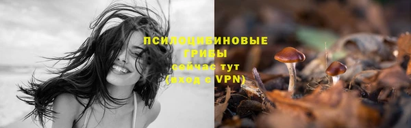 apvp Алзамай